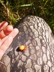 Araneus alsine