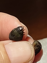 Spodoptera ornithogalli