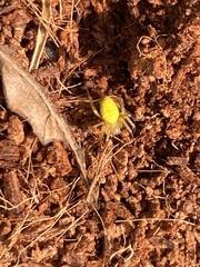 Araniella cucurbitina