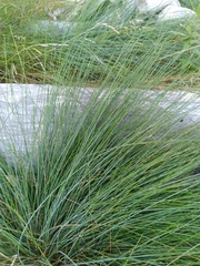 Festuca filiformis