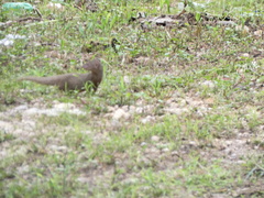Urva auropunctata