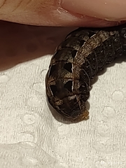 Spodoptera ornithogalli