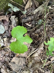 Sanguinaria canadensis