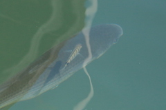 Mugilidae