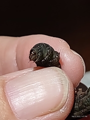 Spodoptera ornithogalli