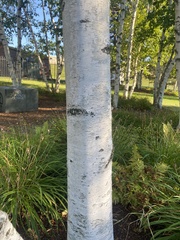 Betula papyrifera