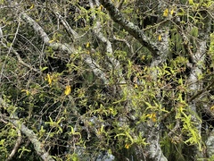 Prosthemadera novaeseelandiae novaeseelandiae