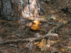 Omphalotus subilludens