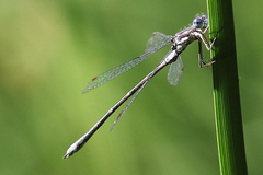Lestes congener
