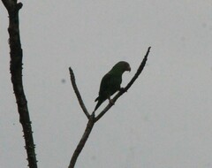 Brotogeris jugularis