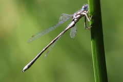 Lestes congener