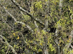 Prosthemadera novaeseelandiae novaeseelandiae