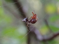 Argyrodes argyrodes