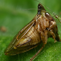 Smiliinae