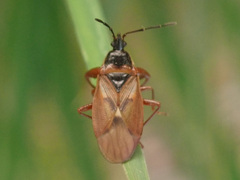 Gastrodes abietum