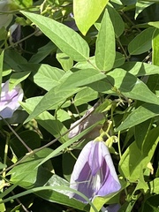 Clitoria mariana