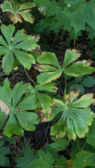Podophyllum peltatum