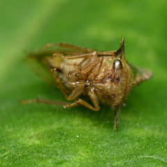 Smiliinae