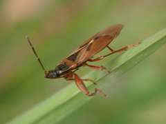 Gastrodes abietum