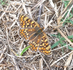 Melitaea phoebe
