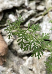 Leucospora multifida