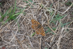 Melitaea phoebe