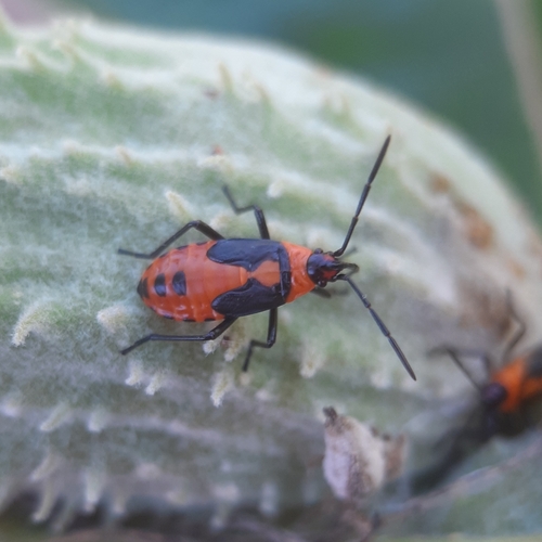 Large Milkweed Bug photographed in Rhode Island