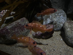 Sebastes constellatus