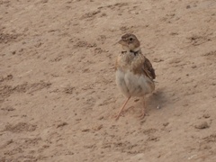 Melanocorypha calandra