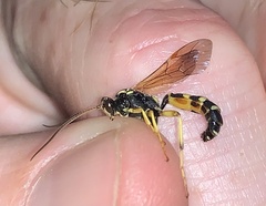 Ichneumonina