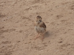 Melanocorypha calandra