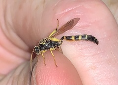 Ichneumonina