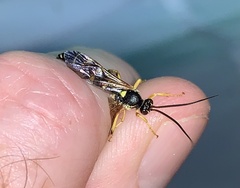 Ichneumonina