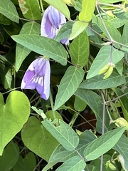 Clitoria mariana