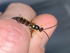 Ichneumonina