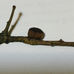 Disholcaspis mellifica