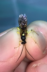 Ichneumonina