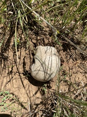 Calvatia booniana