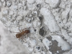 Camponotus castaneus