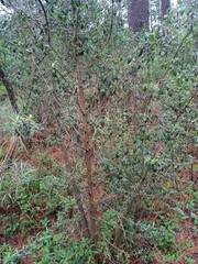 Vernonanthura patens