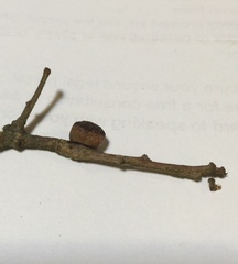 Disholcaspis mellifica