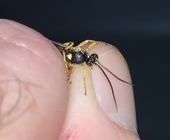 Ichneumonina