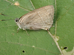 Favonius quercus