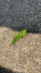 Microcentrum retinerve
