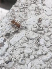 Camponotus castaneus