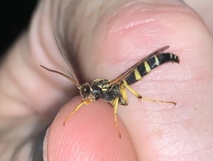 Ichneumonina