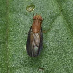 Opomyza