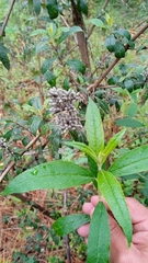 Vernonanthura patens