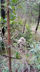 Vernonanthura patens