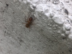 Camponotus castaneus